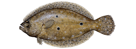 Flounder