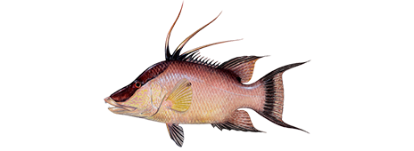 Hogfish Discover how to identify and tips to catch