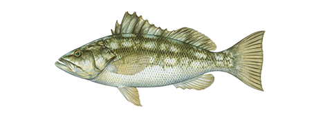 Kelp Bass