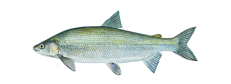Lake whitefish sales