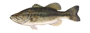 Fishing-General Tips & Info Largemouth-bass-300x110