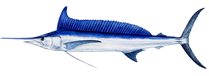 Longbill Spearfish