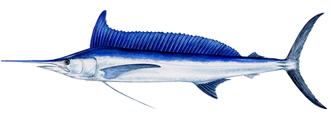Longbill Spearfish
