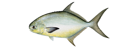 Pompano