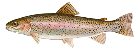 Rainbow Trout