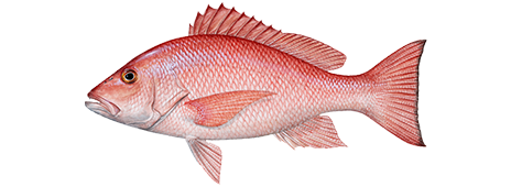 Red Snapper