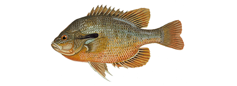 Redbreast Sunfish