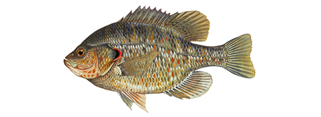 Redear Sunfish