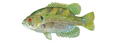 Rock Bass: Discover how to identify and tips to catch