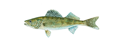 Saugeye
