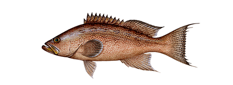 Scamp Grouper