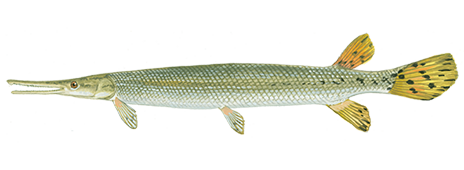 shortnose-gar-464x170.png