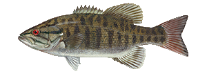 great conger fishing trip i got this great conger fishing trip i got this