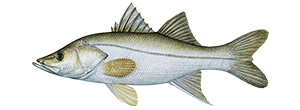 snook species