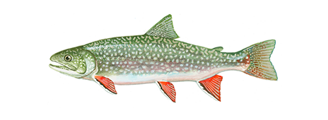 Splake: Discover how to identify and tips to catch