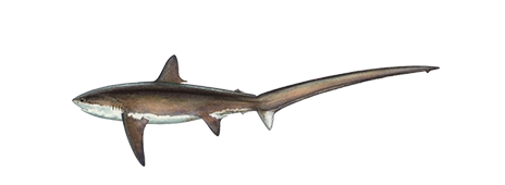 Thresher Shark