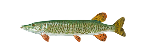 Muskellunge on sale