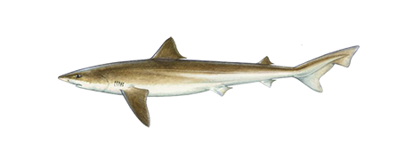 Tope Shark
