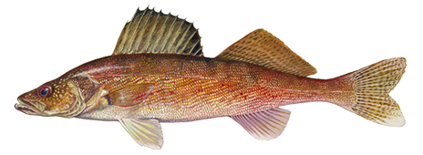Walleye