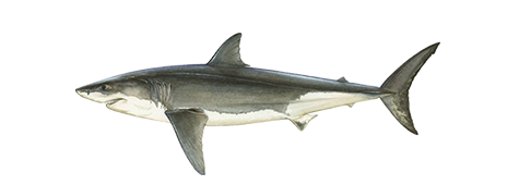 White Shark